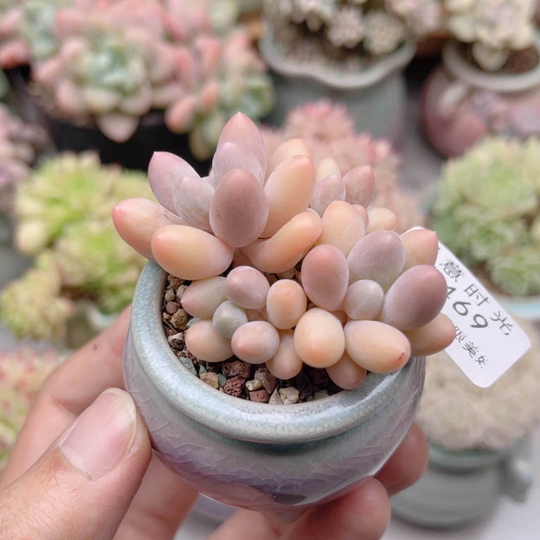 469 汤圆  带陶瓷盆发货 满28包邮