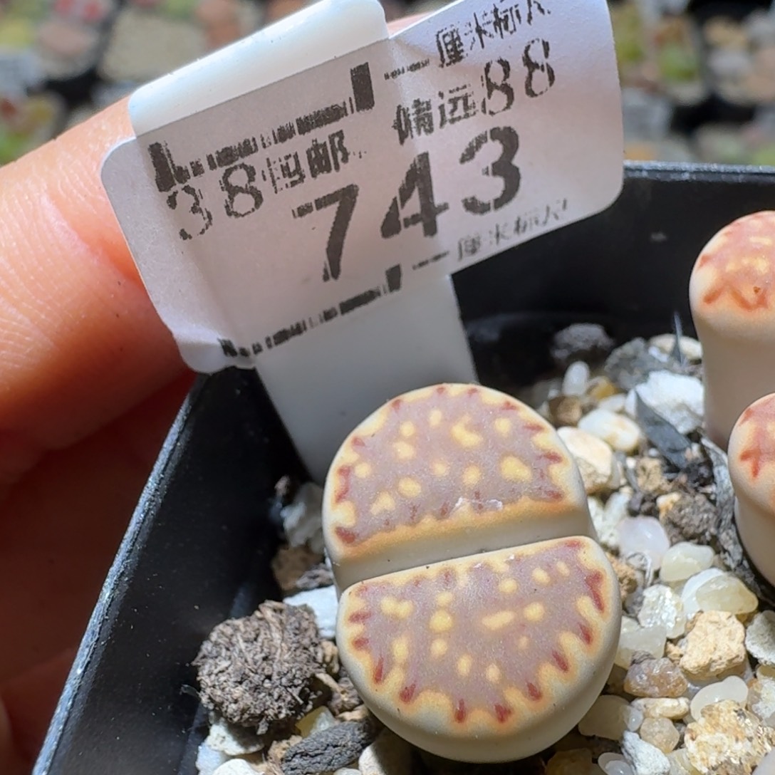 Sss清货了清货了743