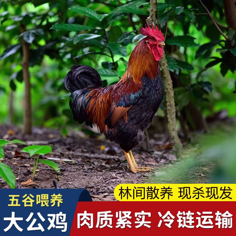 拍一发二散养农村大公鸡新鲜肉质鲜嫩净膛现杀净重 5.4-6斤