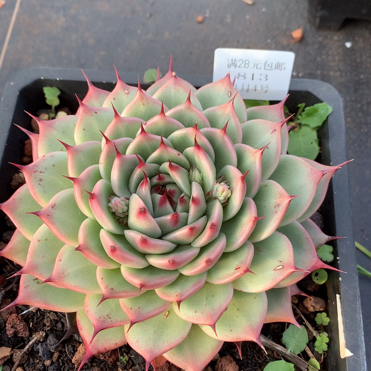 【闪购商品】云813号托斯卡内利15厘米