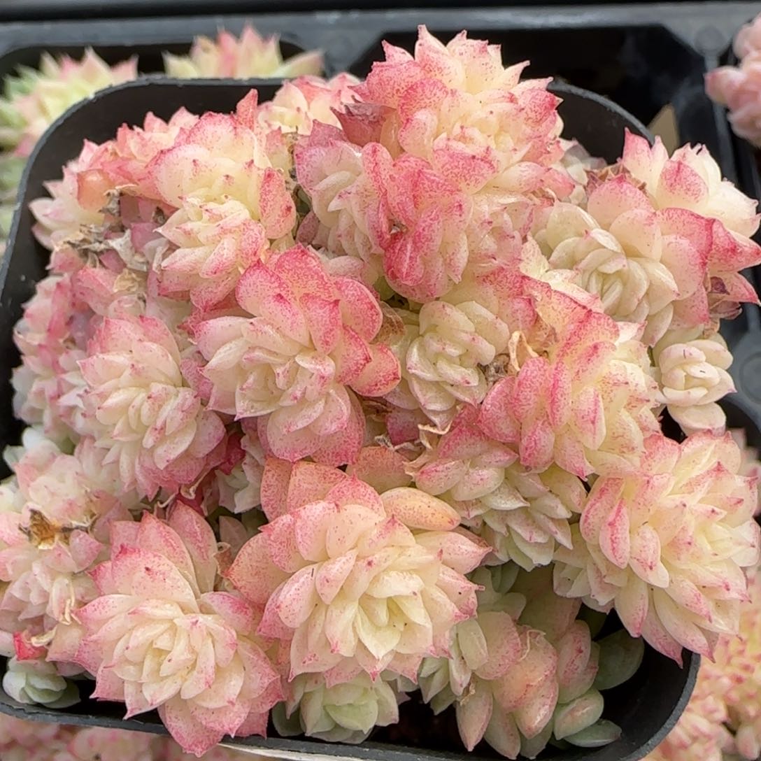 花语逸境0218-137散