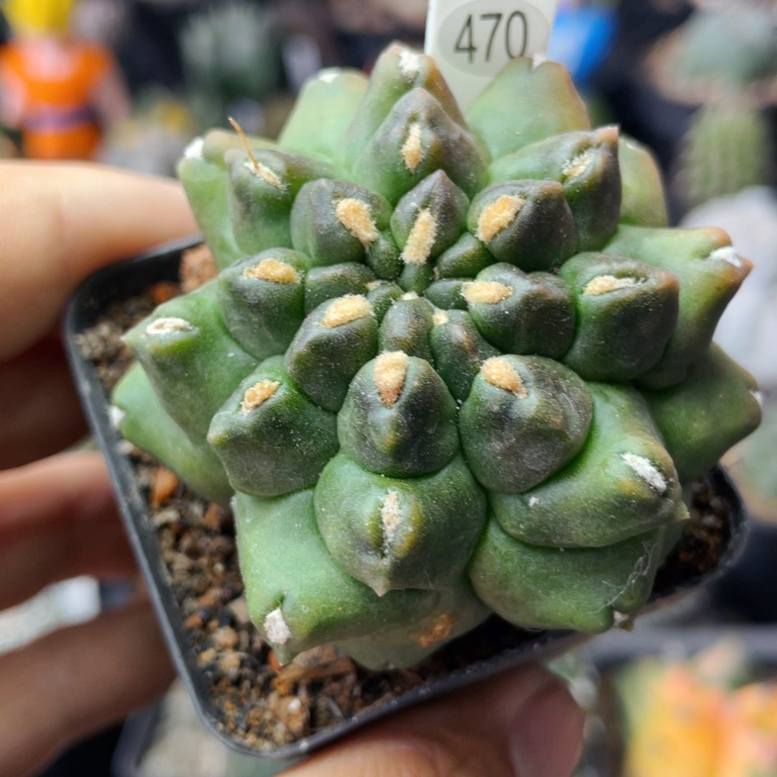 仙人球满28包邮盆5公分翠晃冠石化