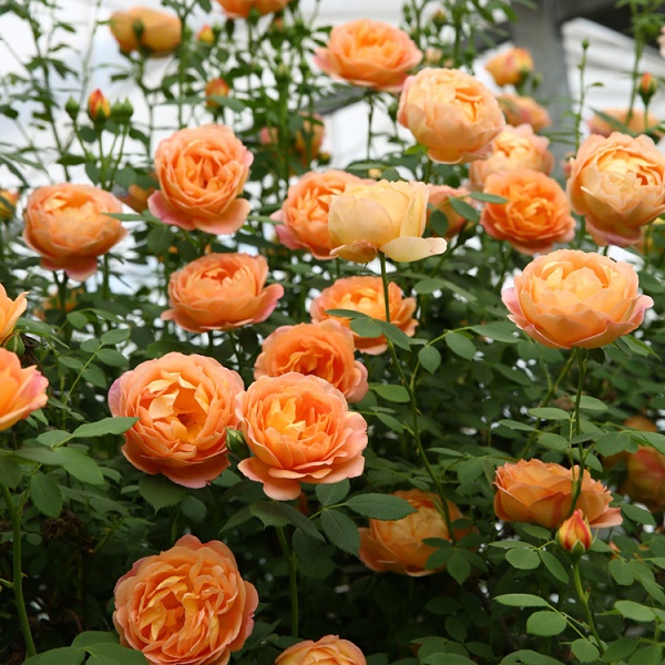 1.2-1.4米【夏洛特夫人】藤本月季花苗阳台爬藤月季当年开花植物