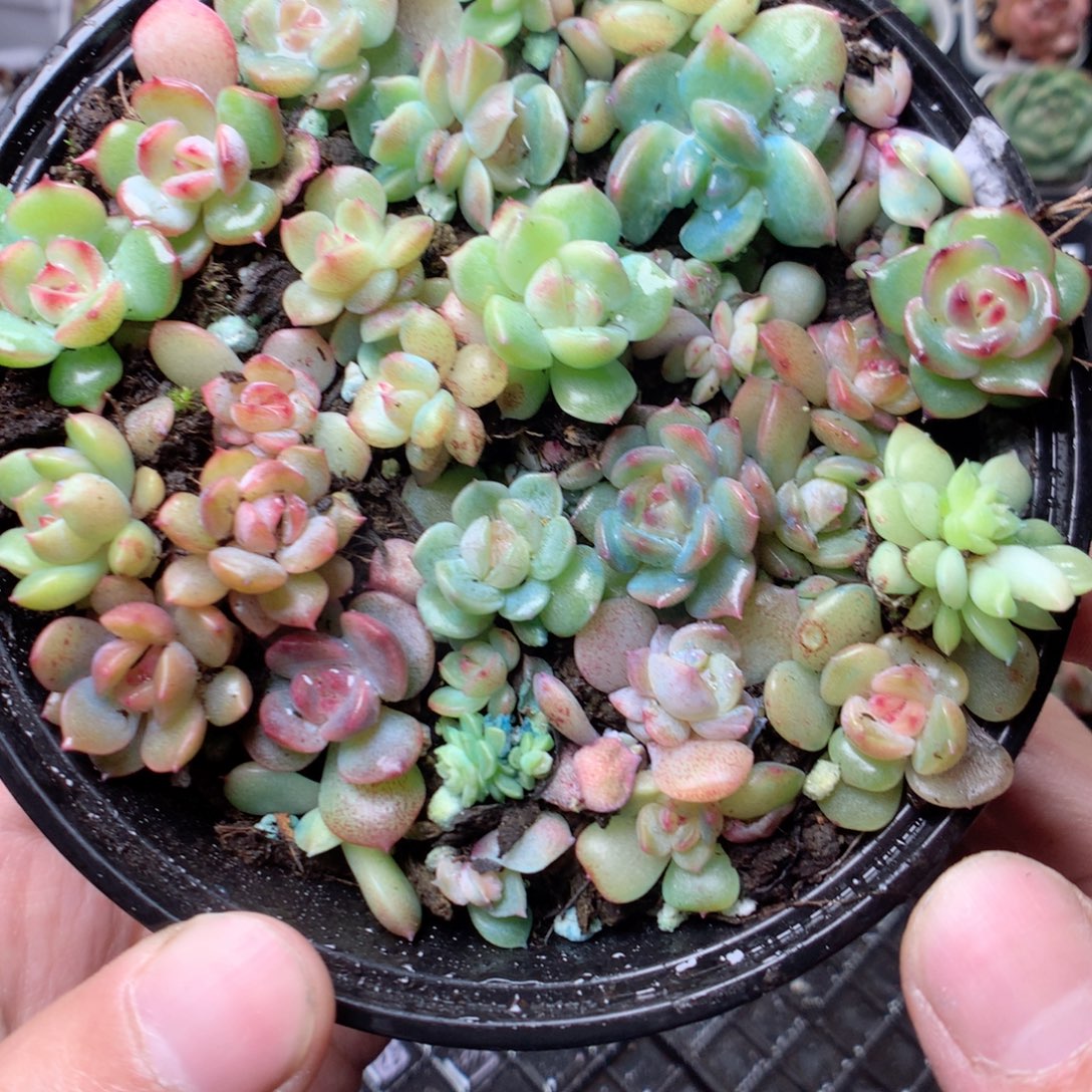 无花朵W43月英语英语英语英语