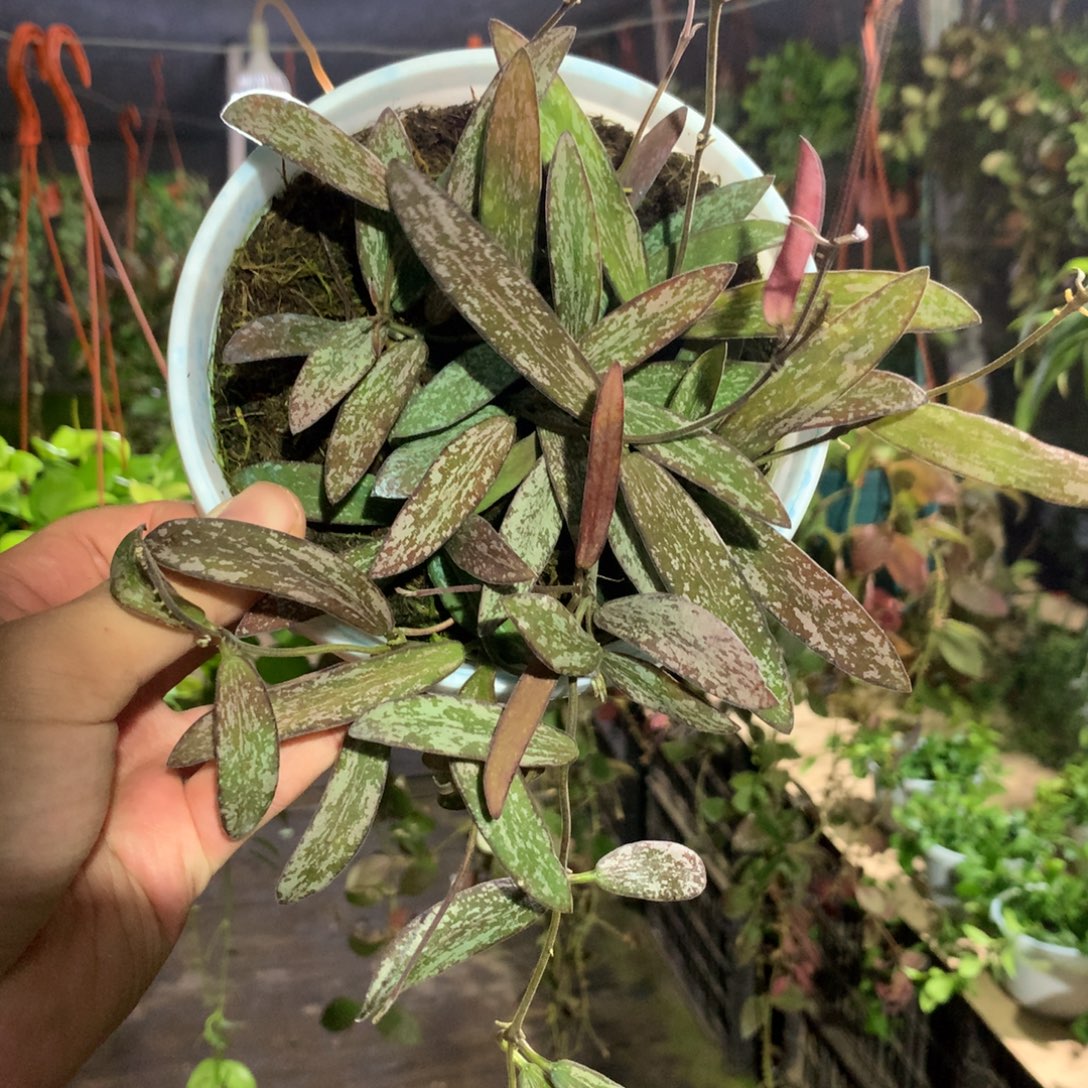 完全开放斑印球兰