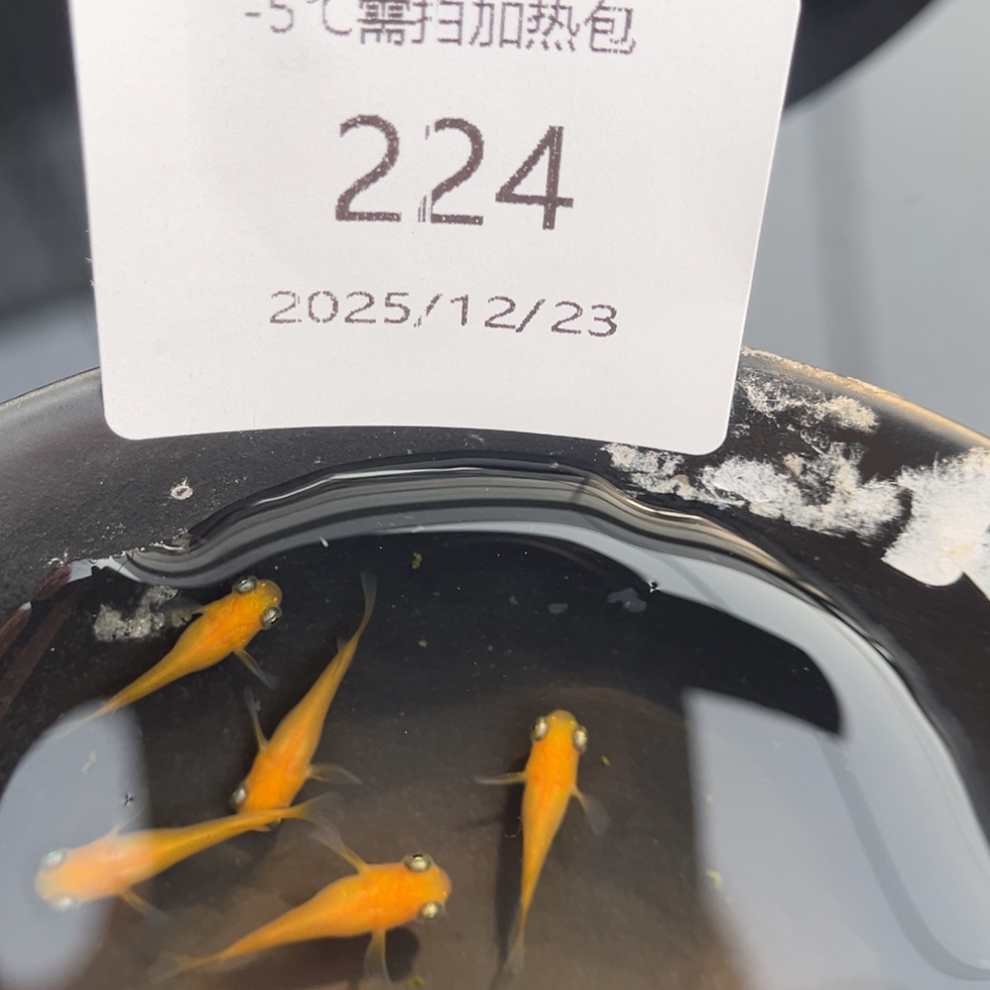青鳉鱼224黄出目五尾