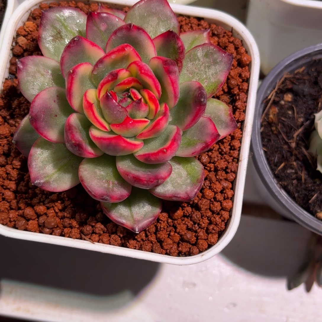 赤焰瑶姬多肉植物