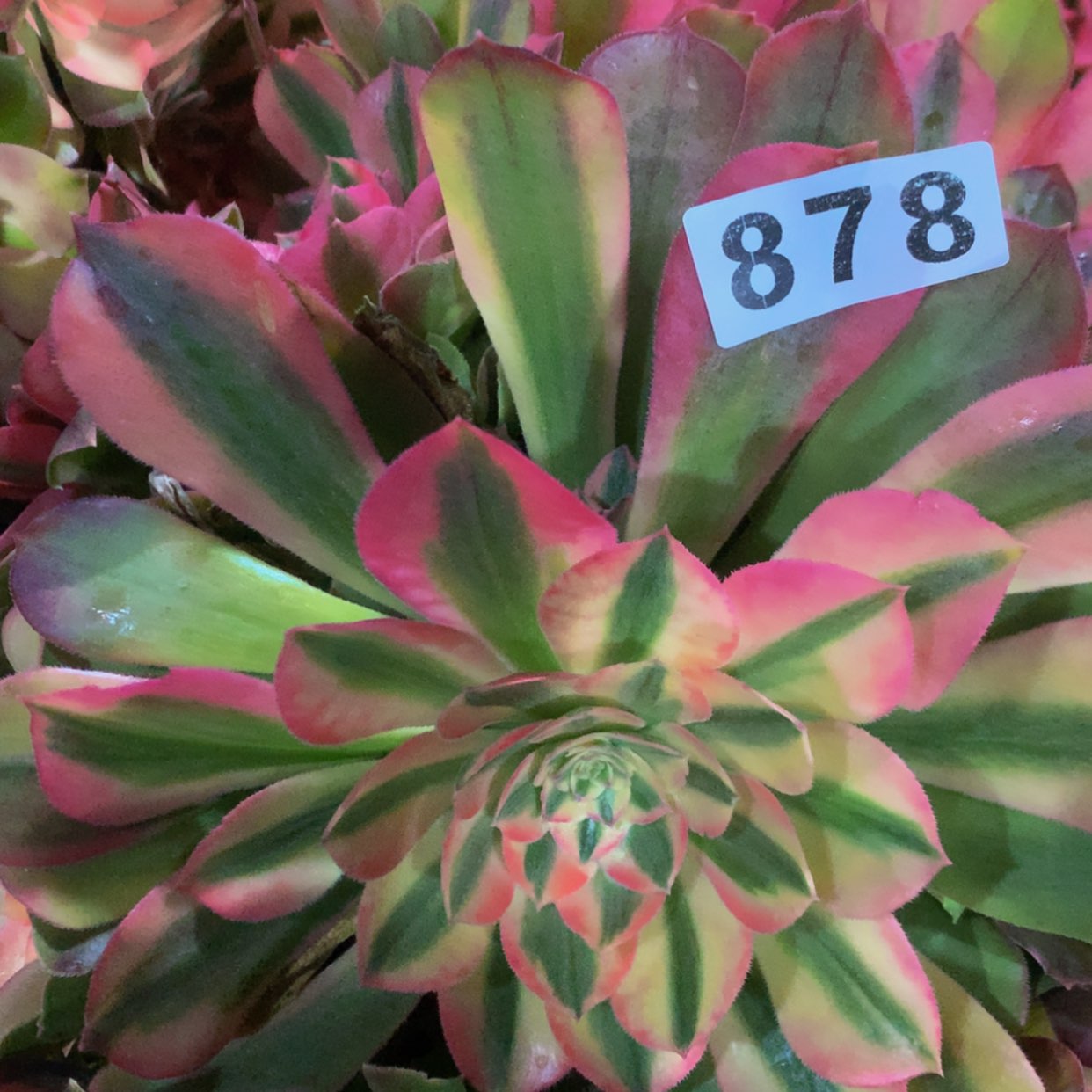 【闪购商品】878红秀多肉