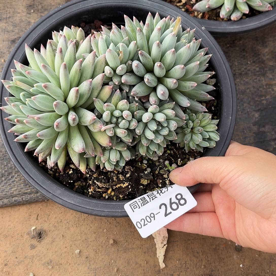 米*丫同温层多肉流星雨268