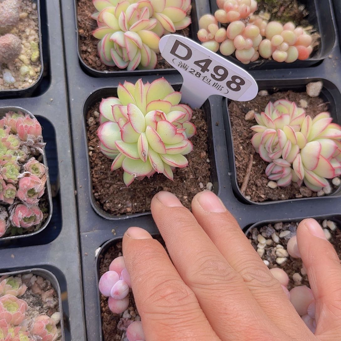 A498牡丹亭一物一拍多肉