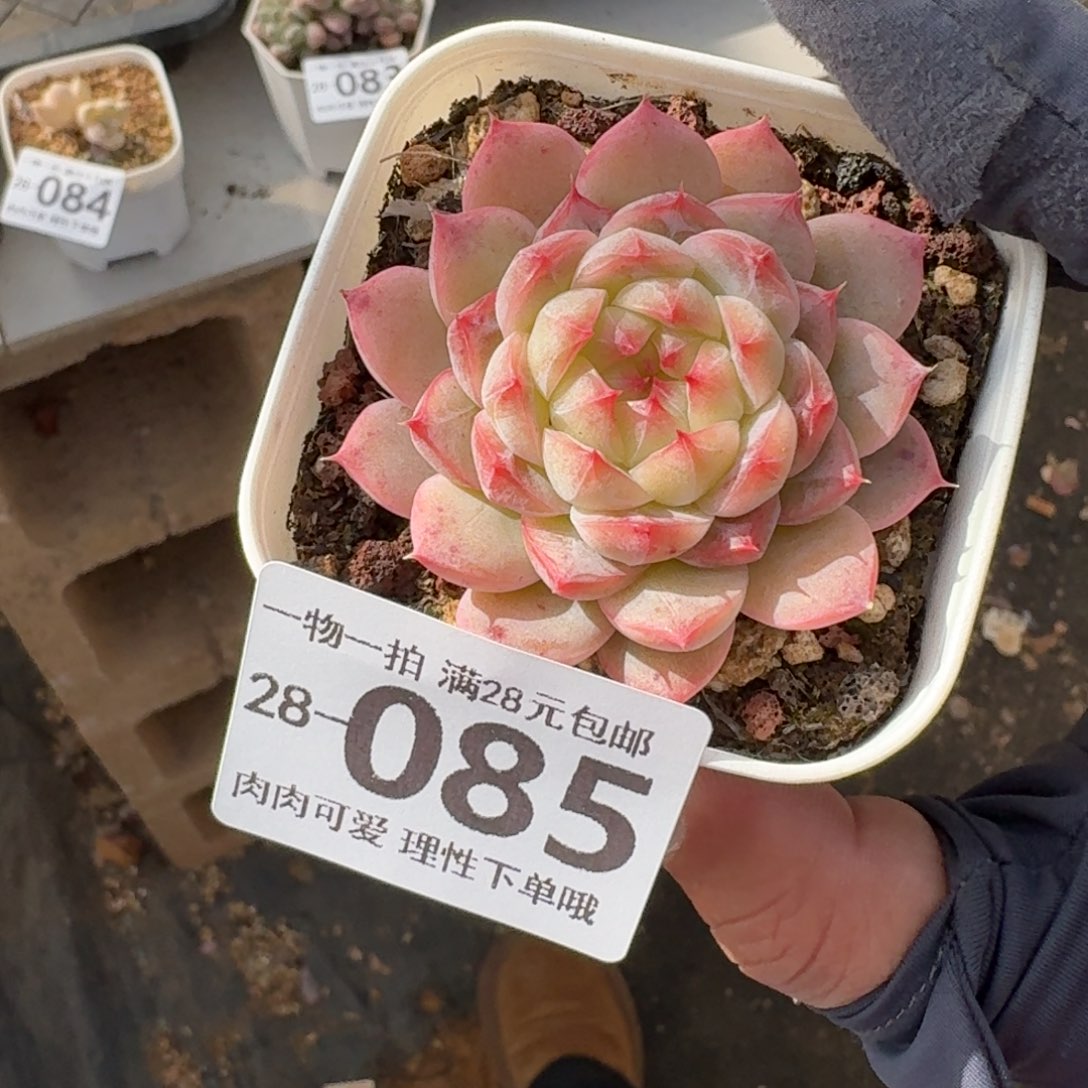 优选珍妮无盆土发货无盆