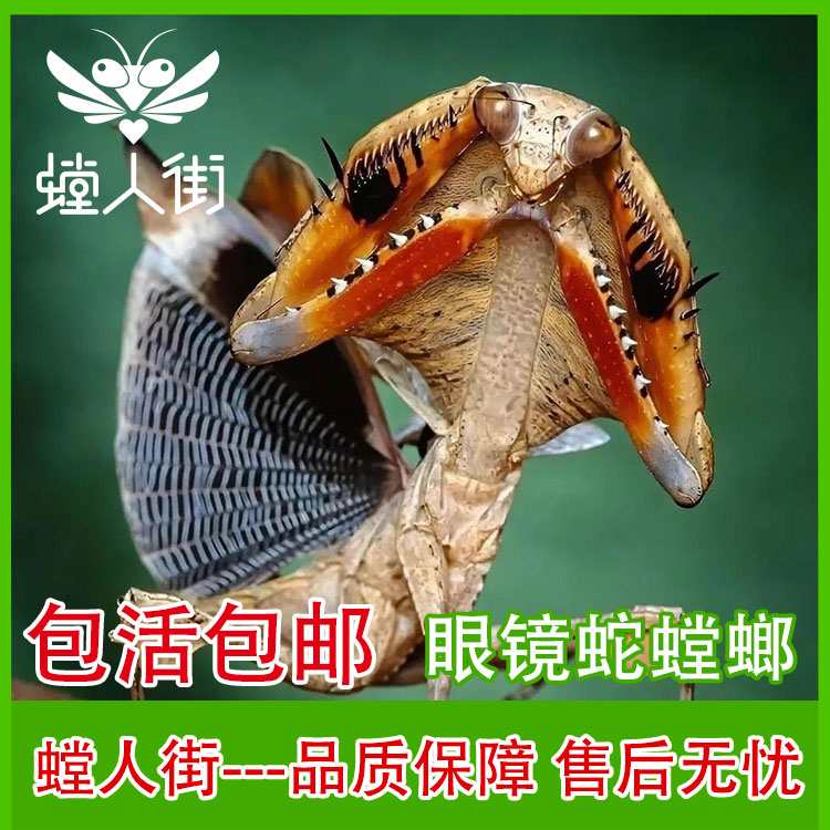 【新奇宠物】眼镜蛇饲养枯叶螳螂观赏昆虫指尖宠物懒人套装桌面宠物