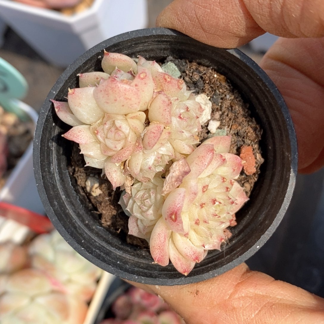 精品多肉一物一拍不包整52