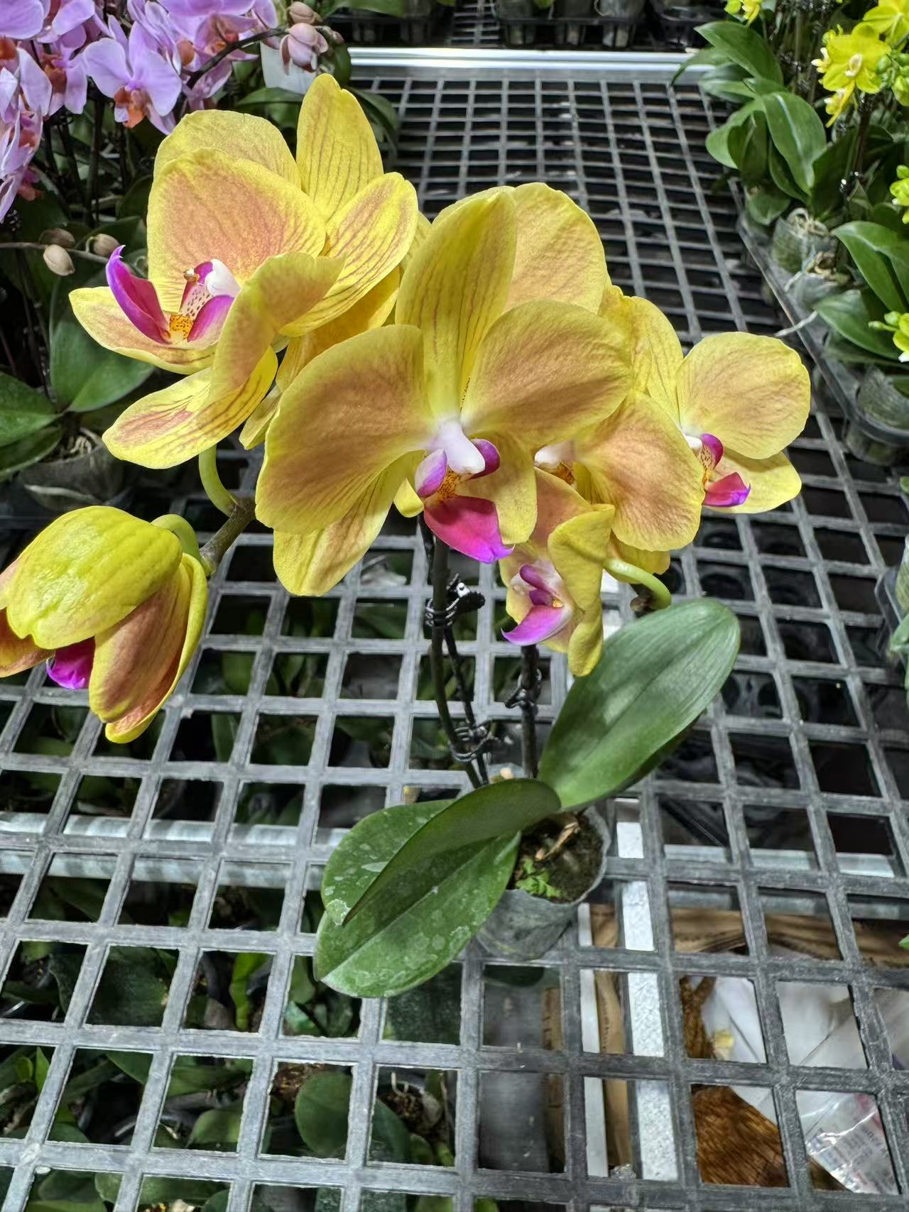 蝴蝶兰【好吉利】少量花苞或者开爆昆明直发