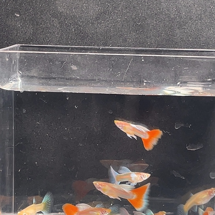 孔雀鱼飞船火烧云蓝白