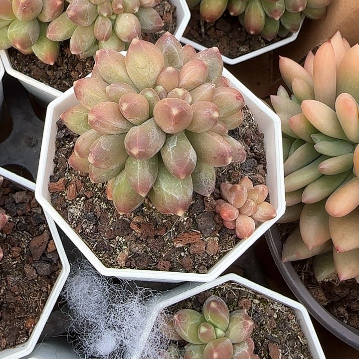 青蛙王子儿童牙膏！11