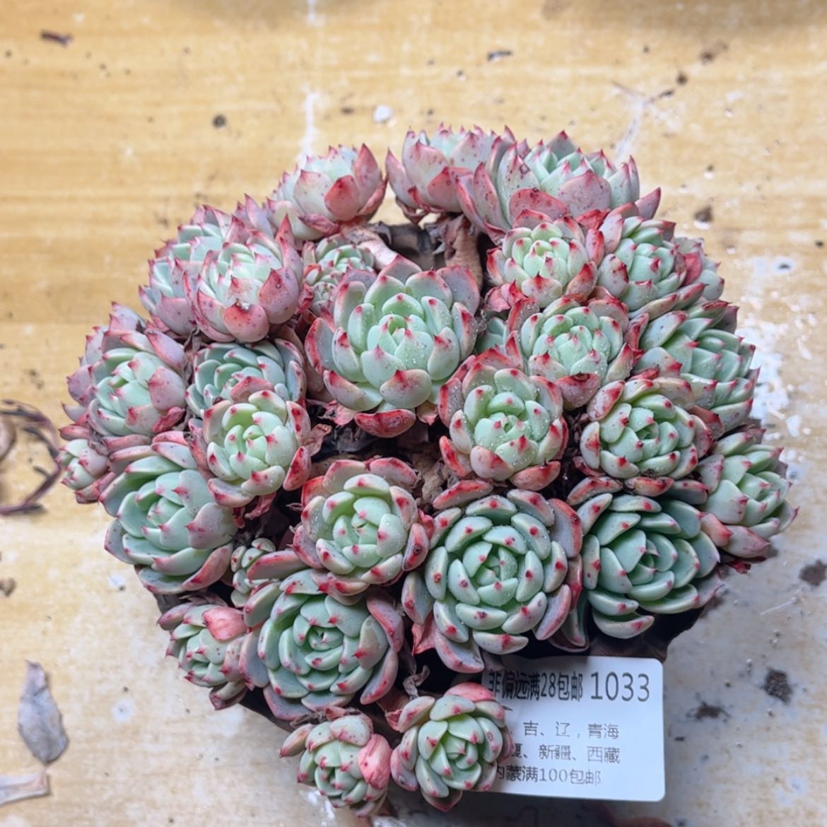 【闪购商品】1033娜娜小勾