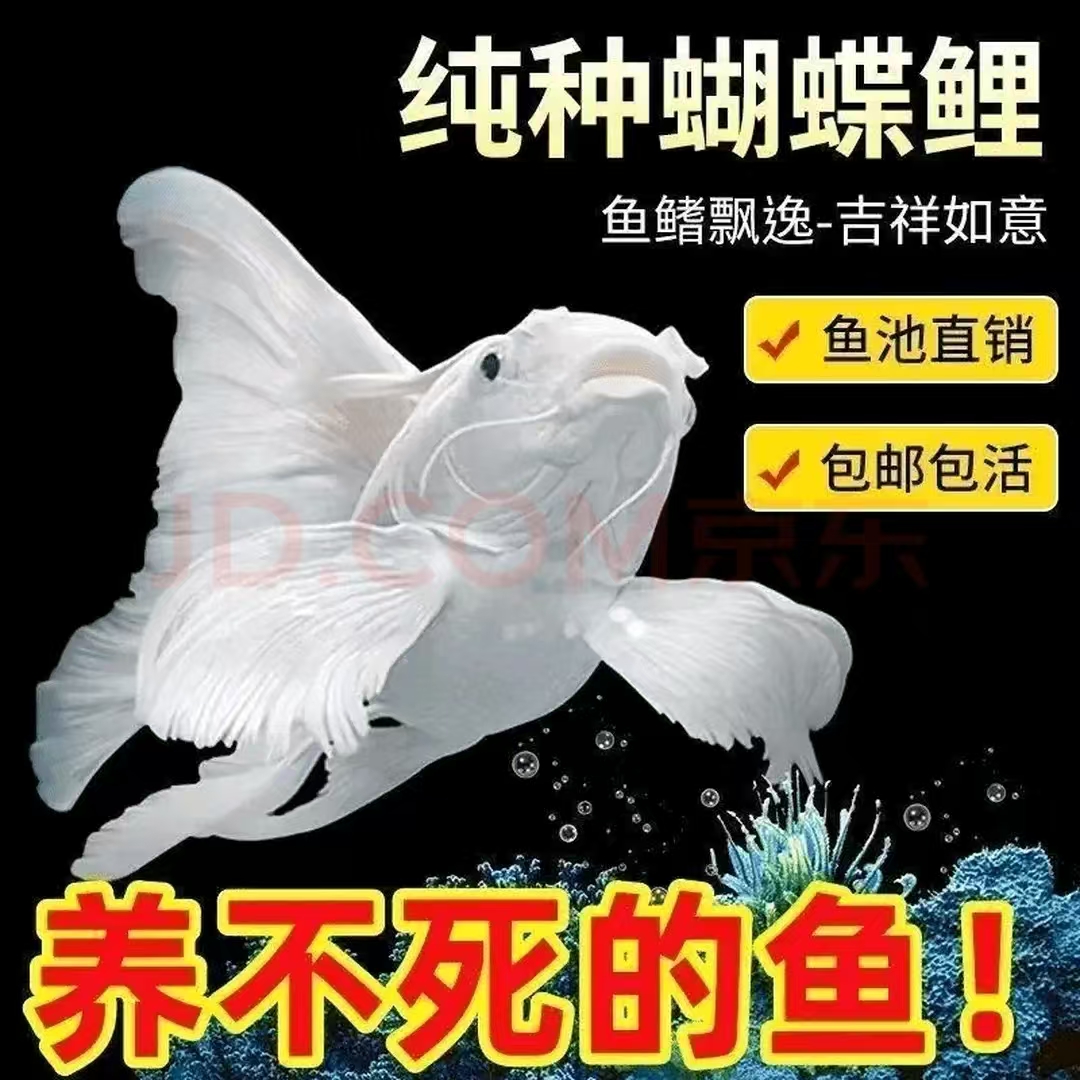 11-13台湾纯种白蝴蝶大鳍大尾冷水观赏鱼好养耐活
