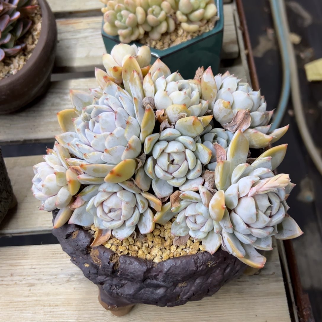 汉堡38 零零多肉植物