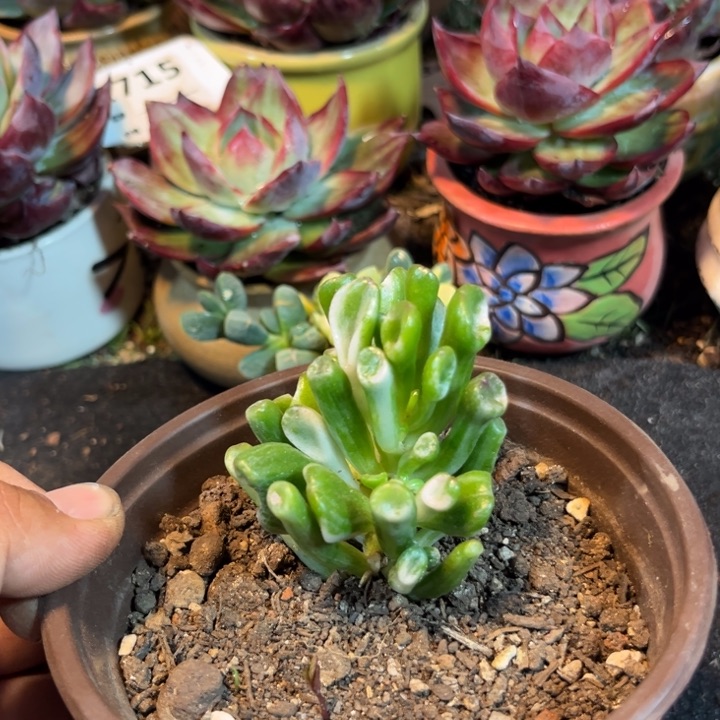 惊鸿一瞥的时候我