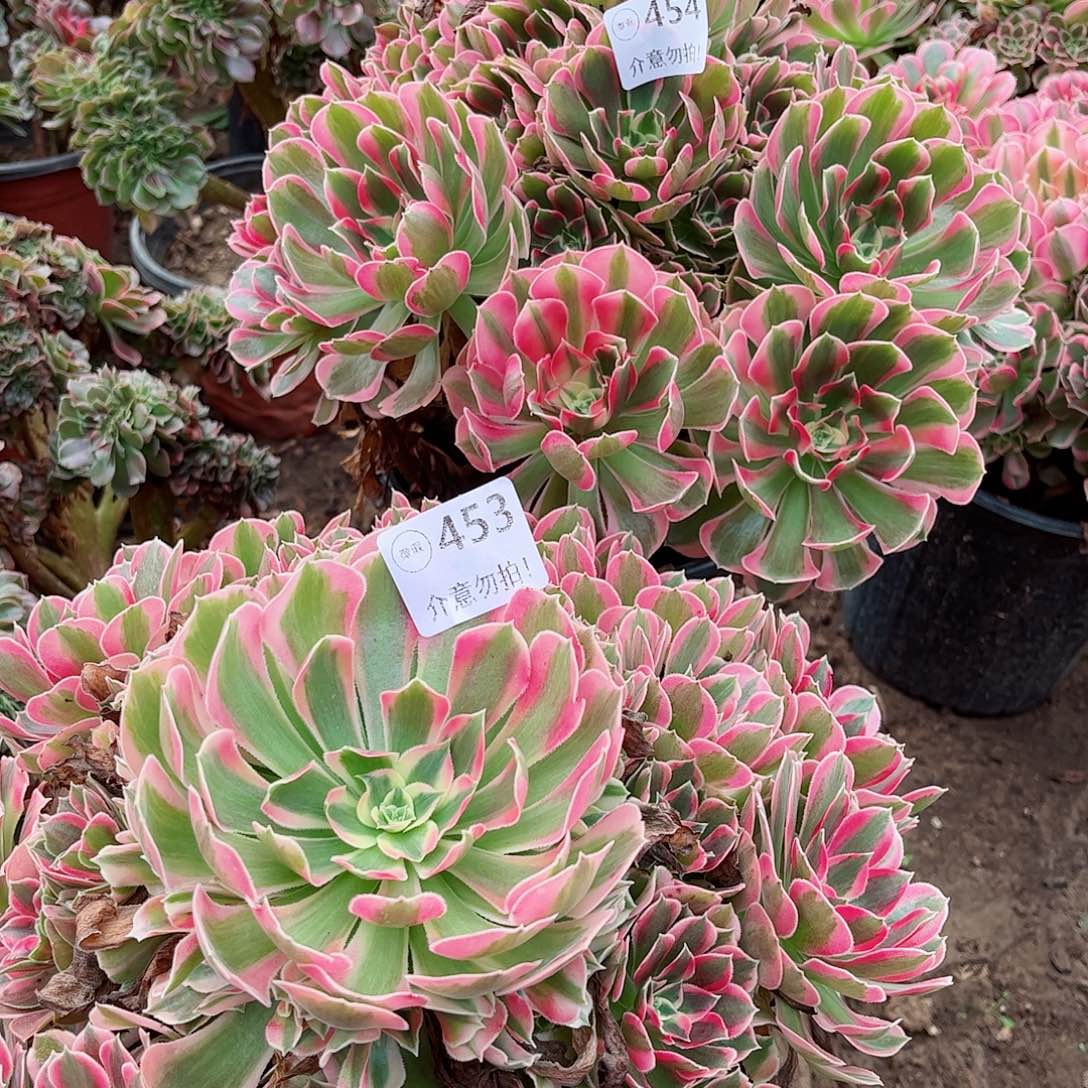 无花朵坚*多肉植物组合七彩石453