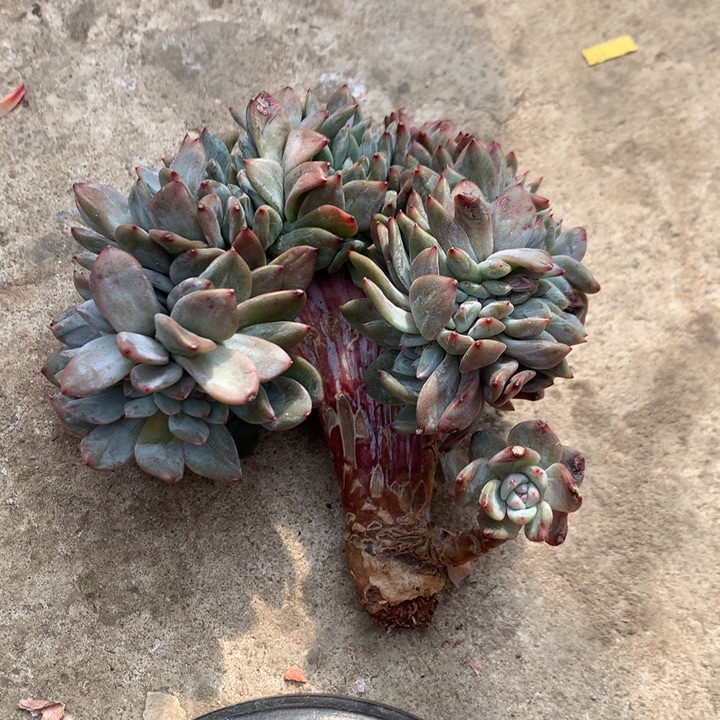 多肉植物星影树缀