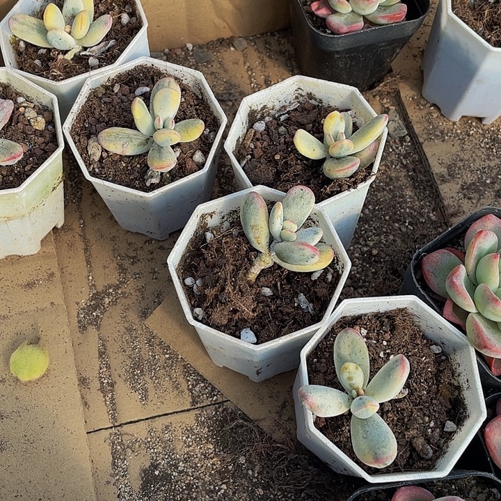 处理乒乓锦带盆土发货八角盆