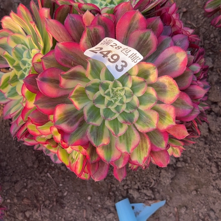 2493天和多肉植物