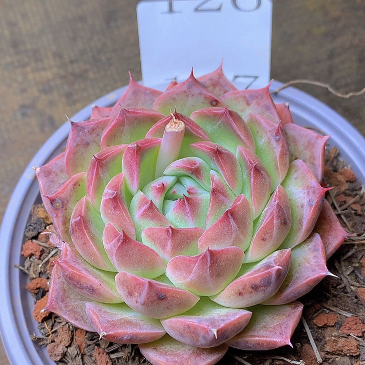 【闪购商品】云127