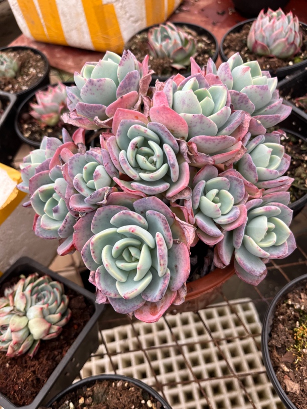 白月光多肉一物一拍