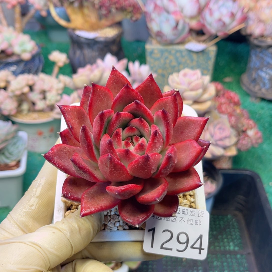 大1294:？zv xb cb b n