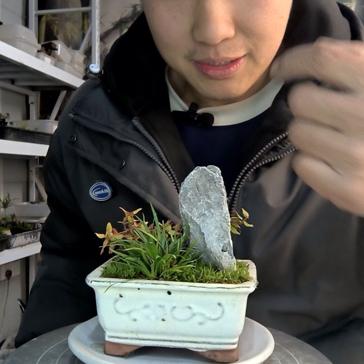 海*?小盆景小植物一物一拍128