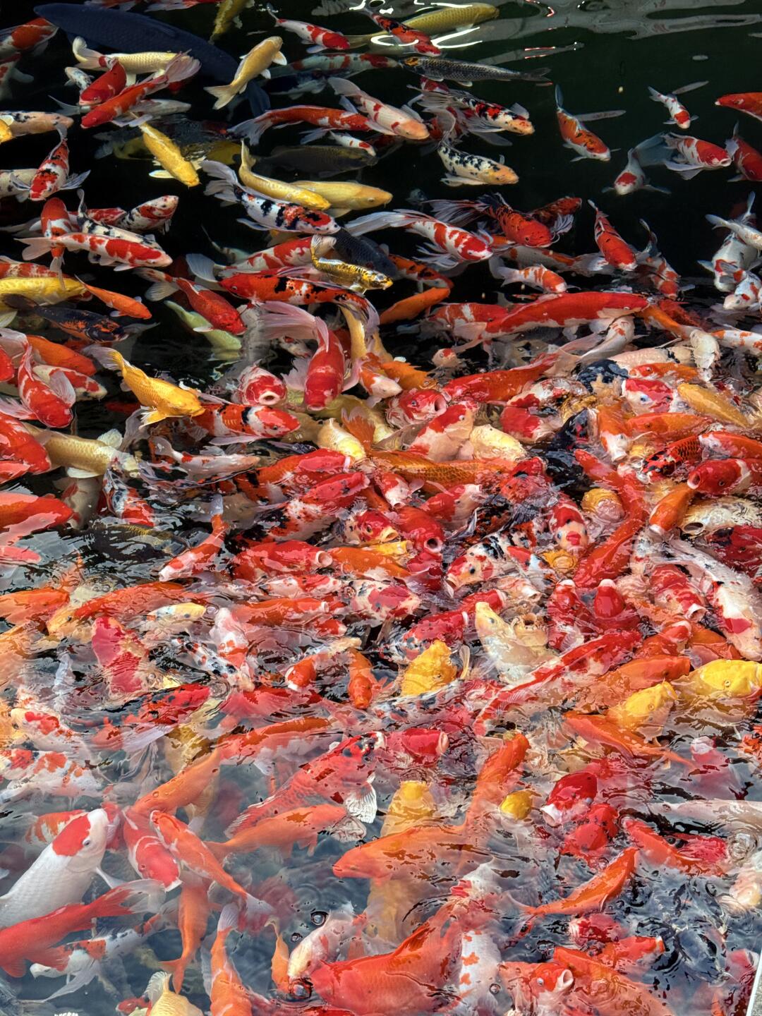 点关注扣小1领锦鲤！