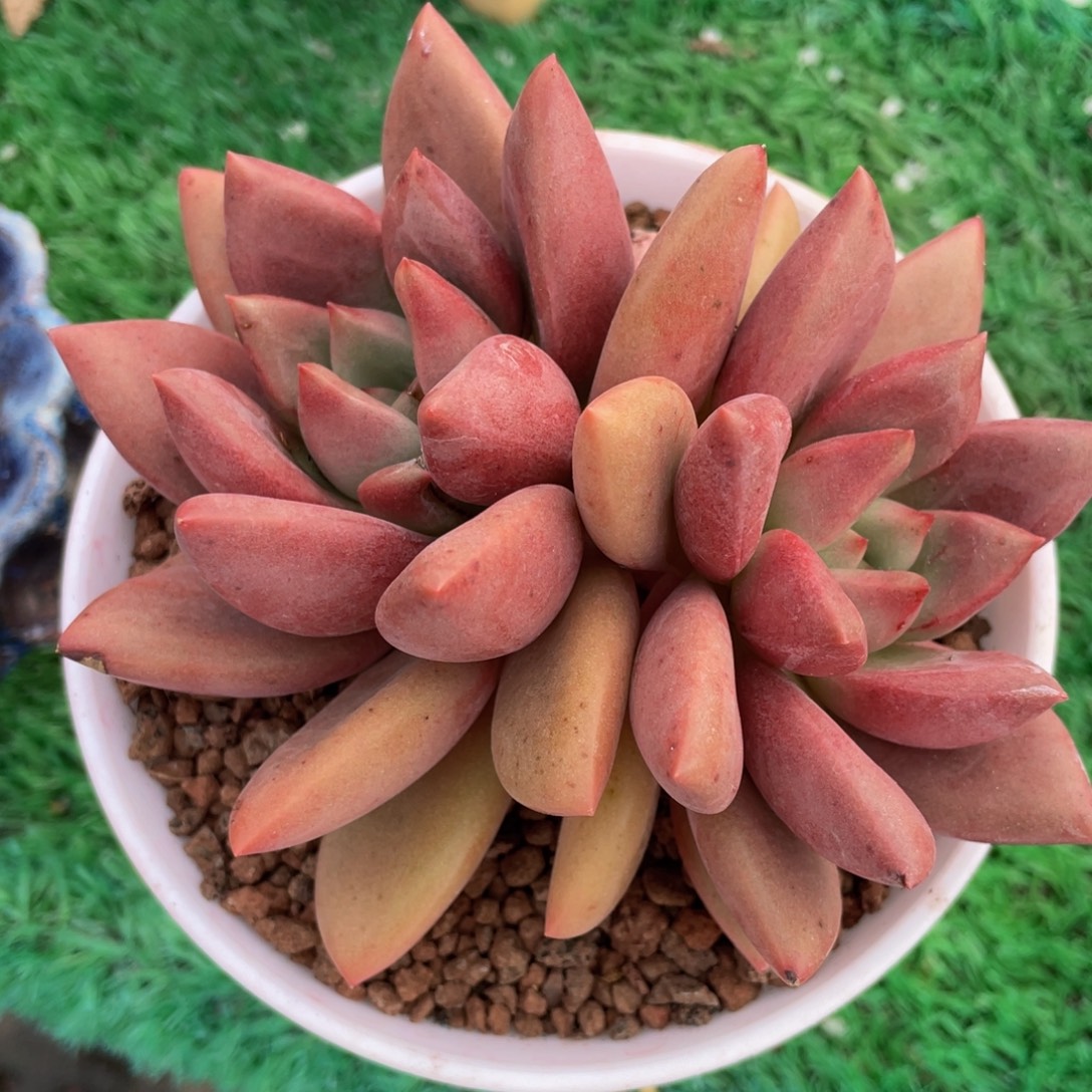 多肉植物盆栽多肉