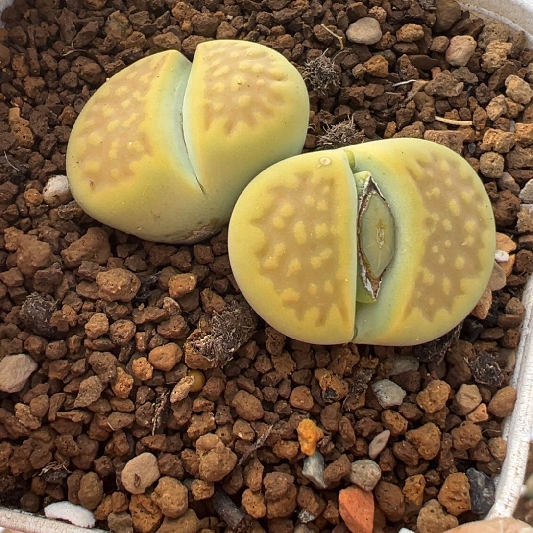 871多肉植物种类多样