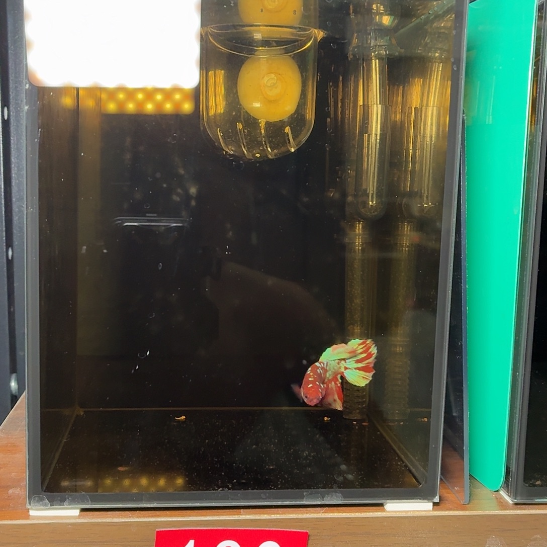 斗鱼彩金半月母鱼