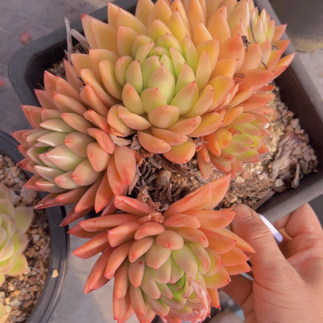 东云杂0211多肉植物