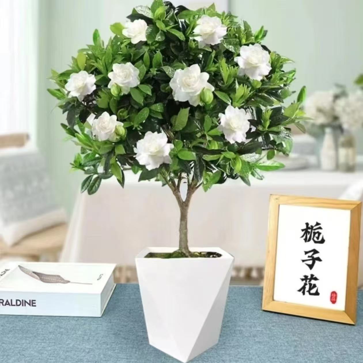 老桩大叶牡丹型棒棒糖栀子花高60cm左右盆栽花卉植物带花苞阳台