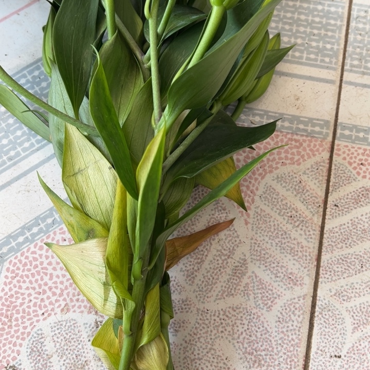 多肉多肉植物多肉植物