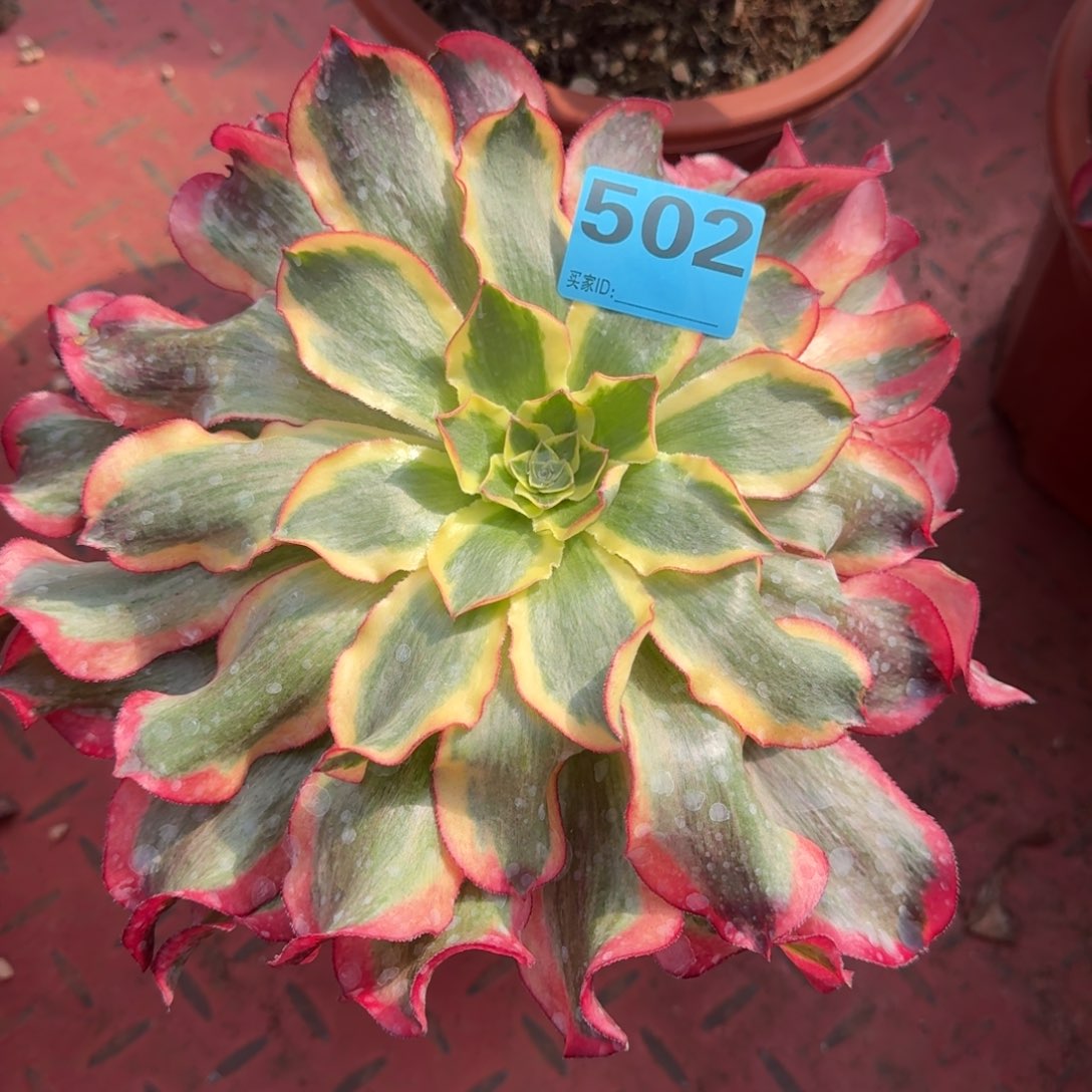 D****?502多肉魅影发货