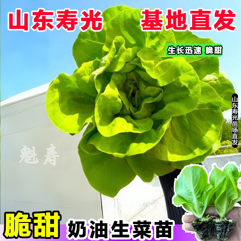 奶油生菜苗子生菜苗沙拉生菜味香甜生食味美秋冬阳台盆栽蔬菜种孑
