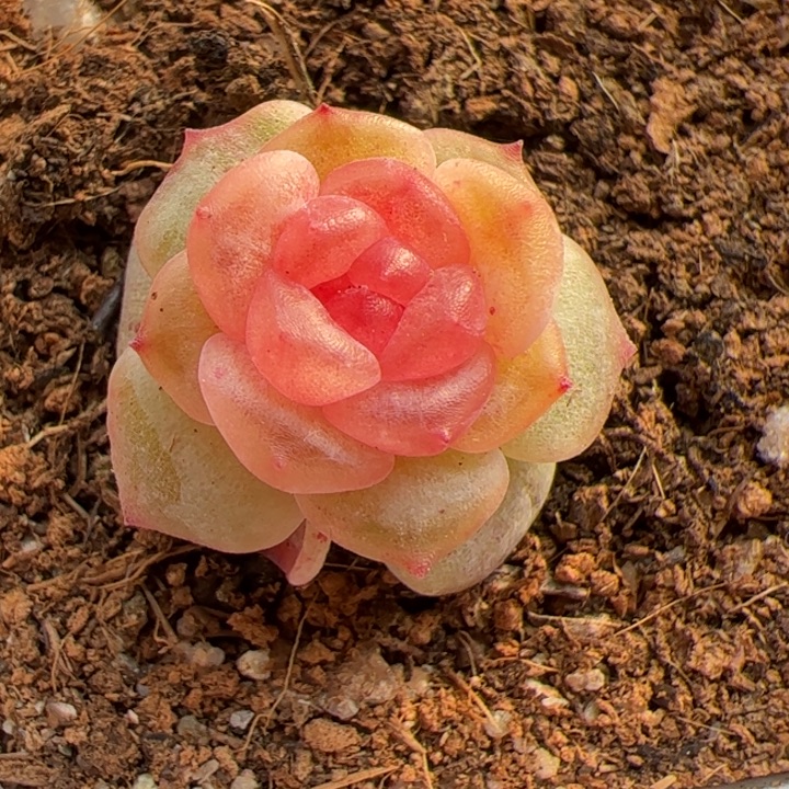 开播福利，一物一拍，精品糖心，尺寸不大介意勿拍