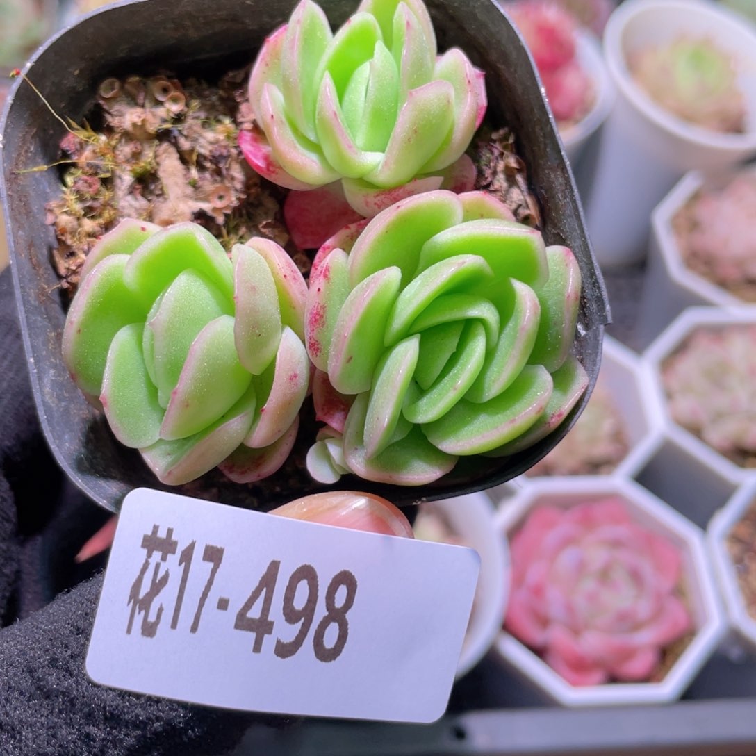 花利美17-498冰玫瑰