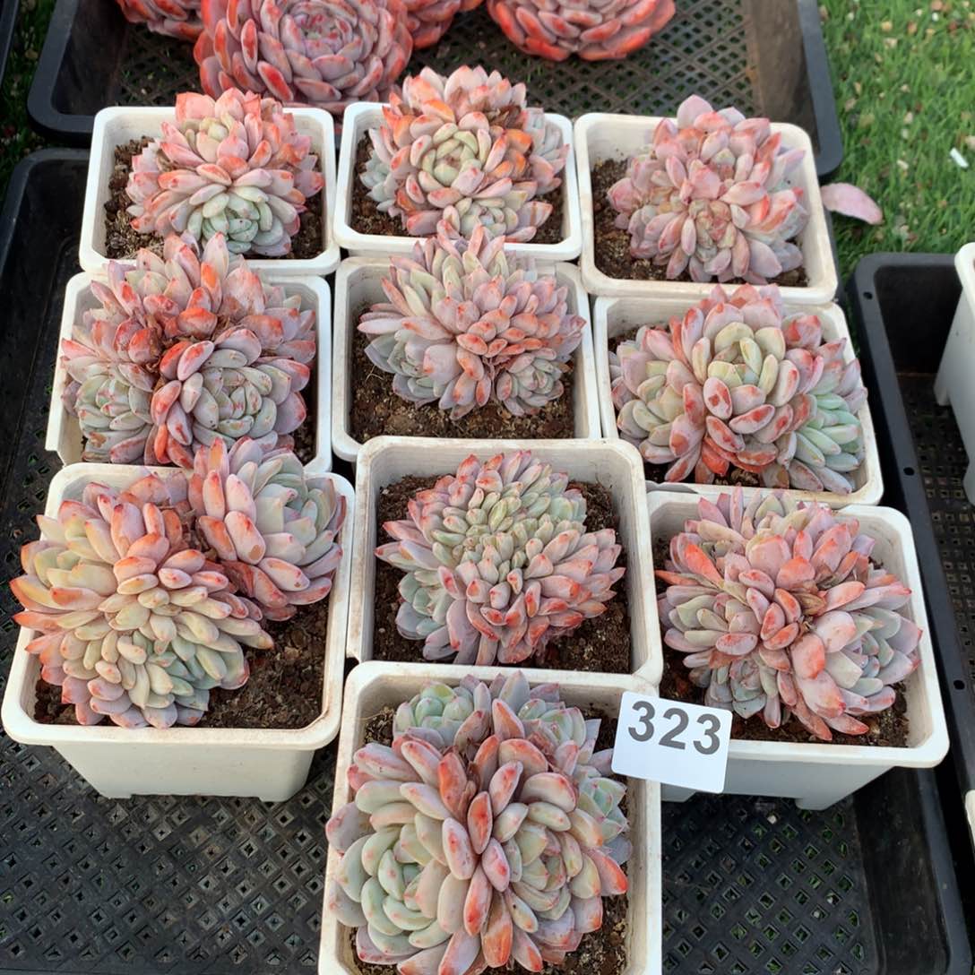 323橙子多肉植物组合