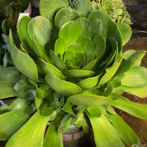 香炉盘多肉植物3942