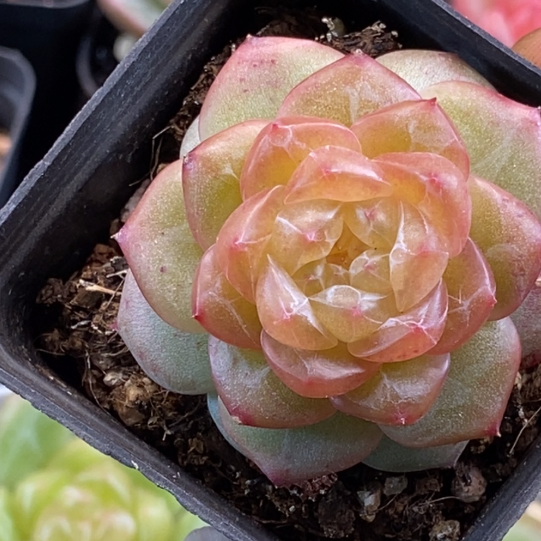 ^****天官赐福百无禁忌