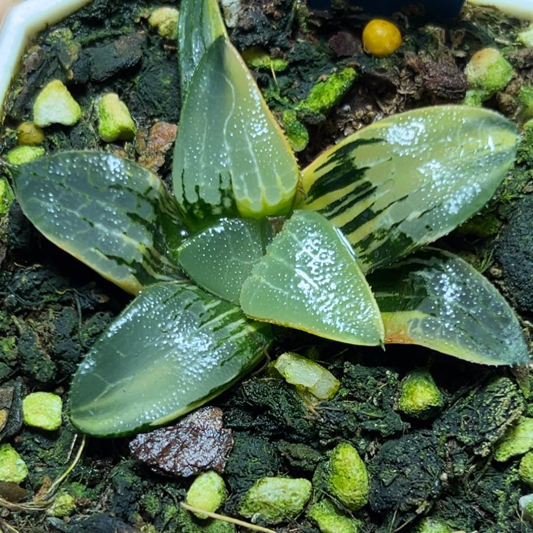 恭喜发财大吉大利0144