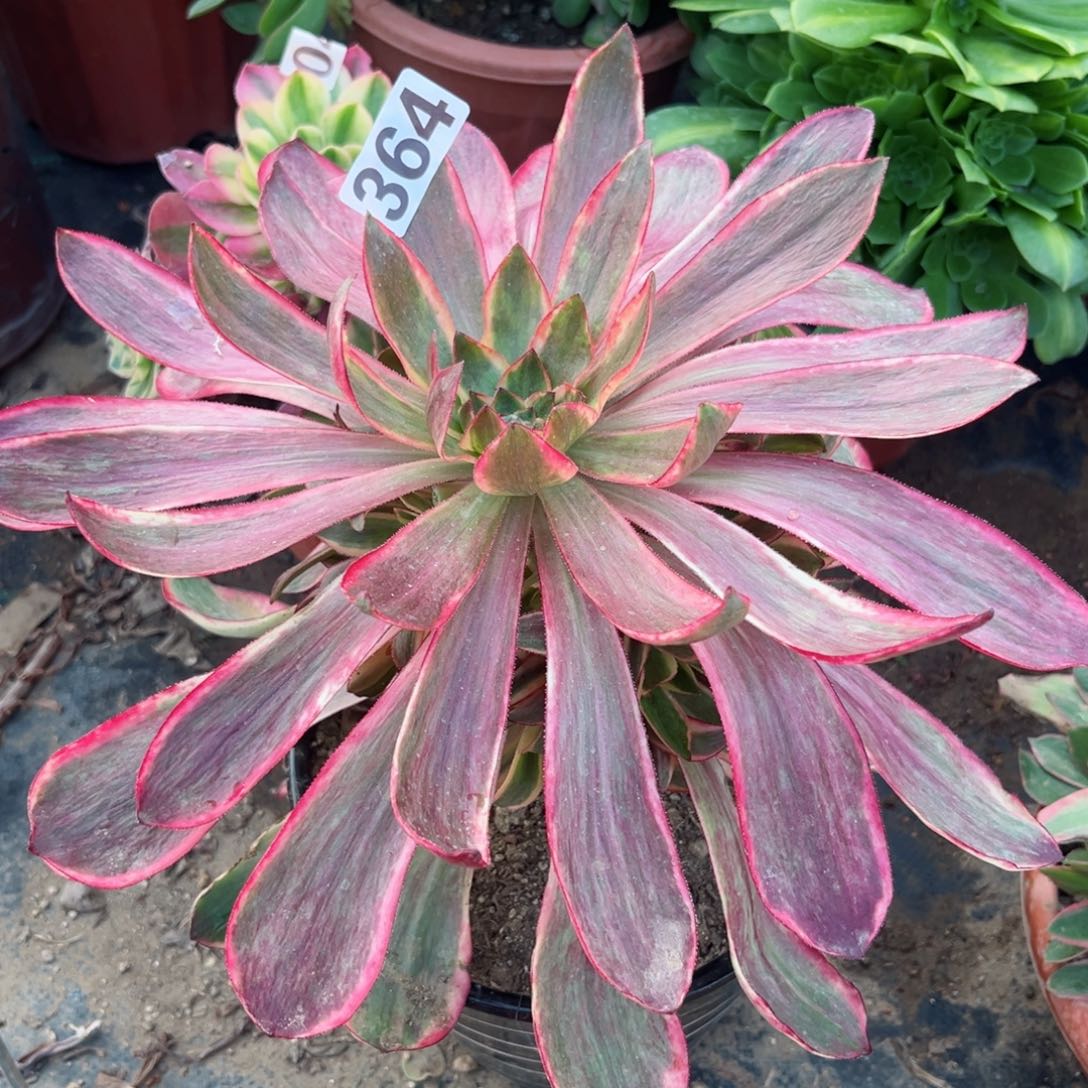 364红魔女多肉法师