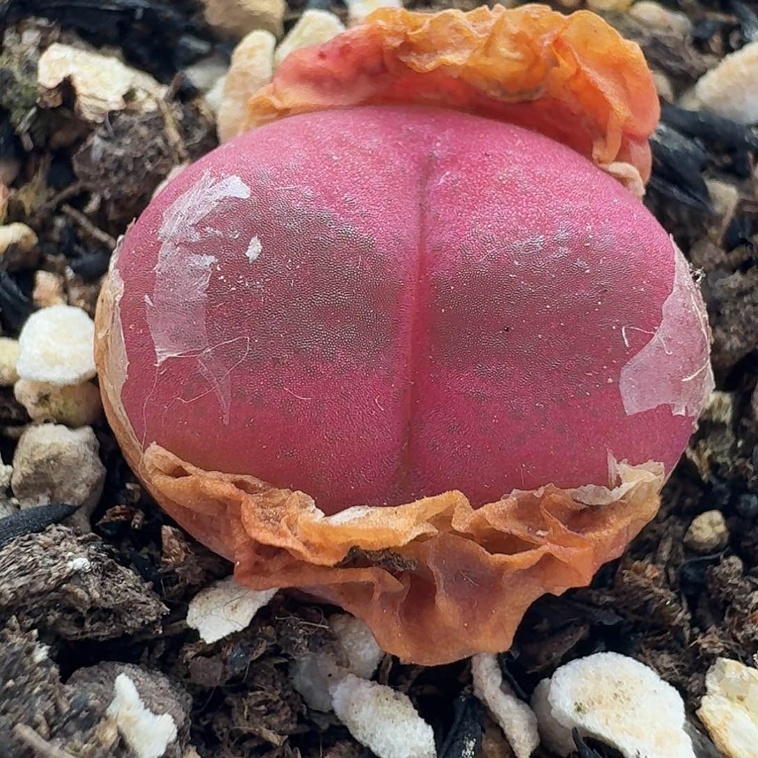 老马生石花吕氏红宝石743