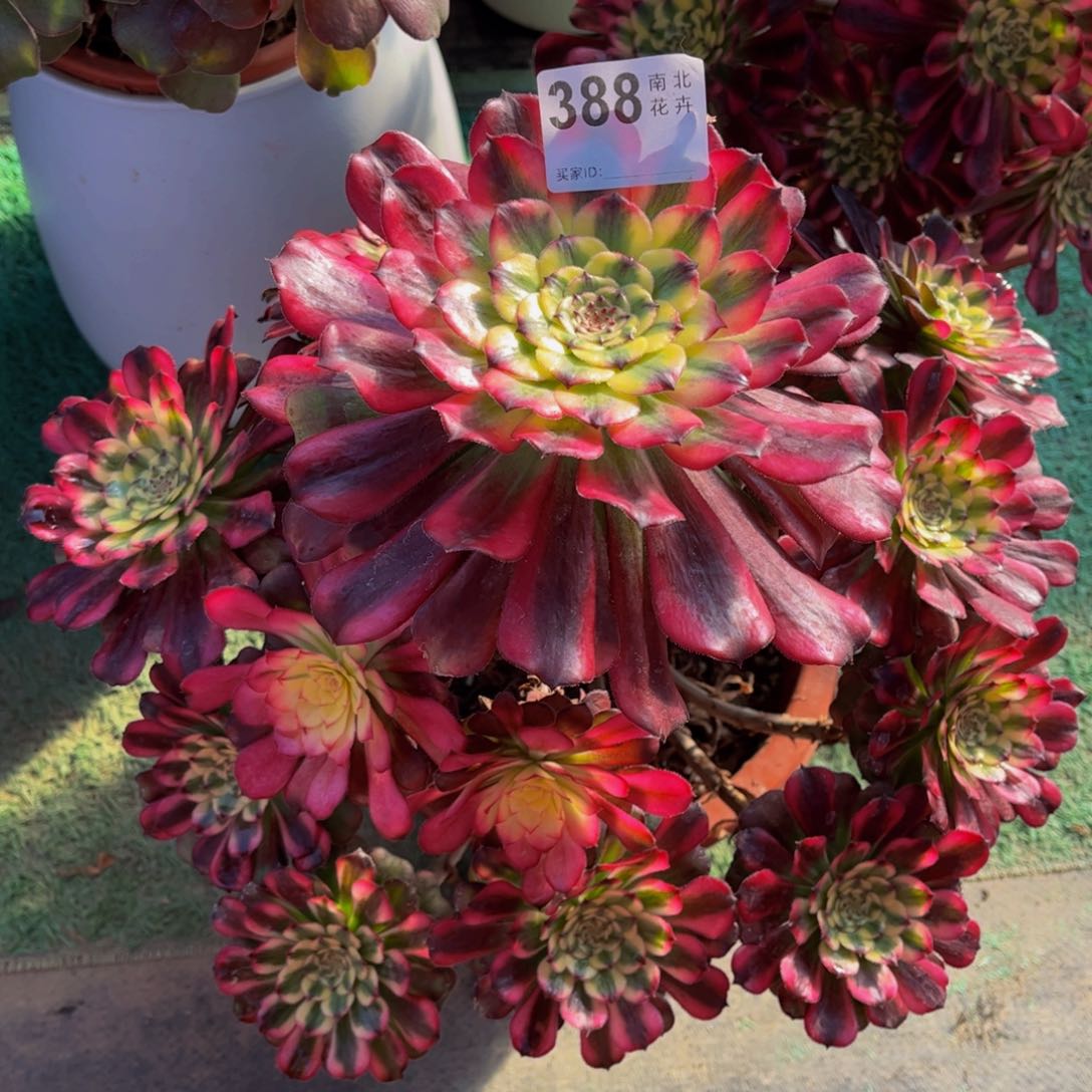 多肉舞天姬0000388